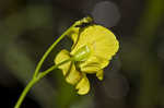 Humped bladderwort